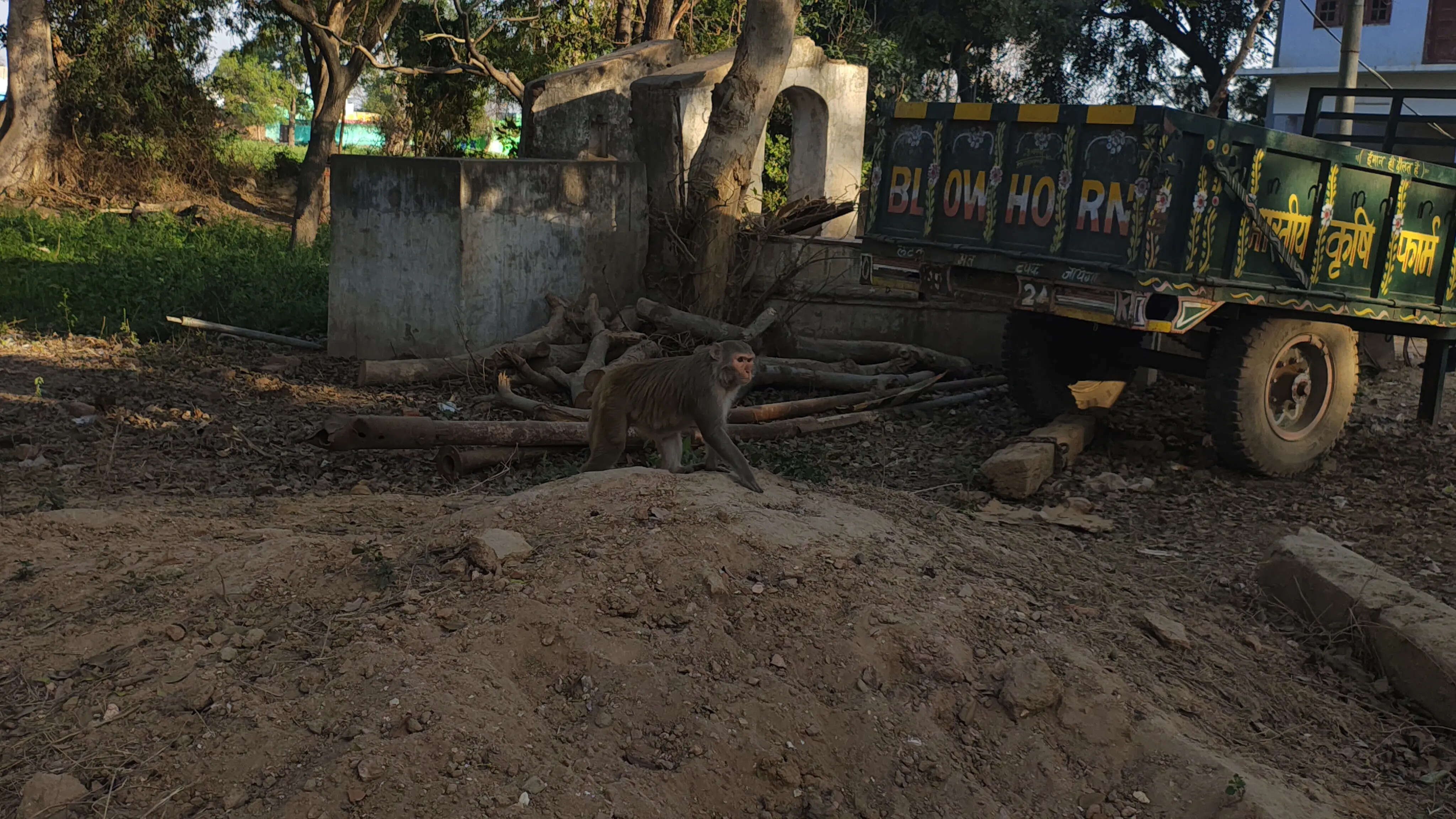 ​A Quiet Watcher in the Orchard
