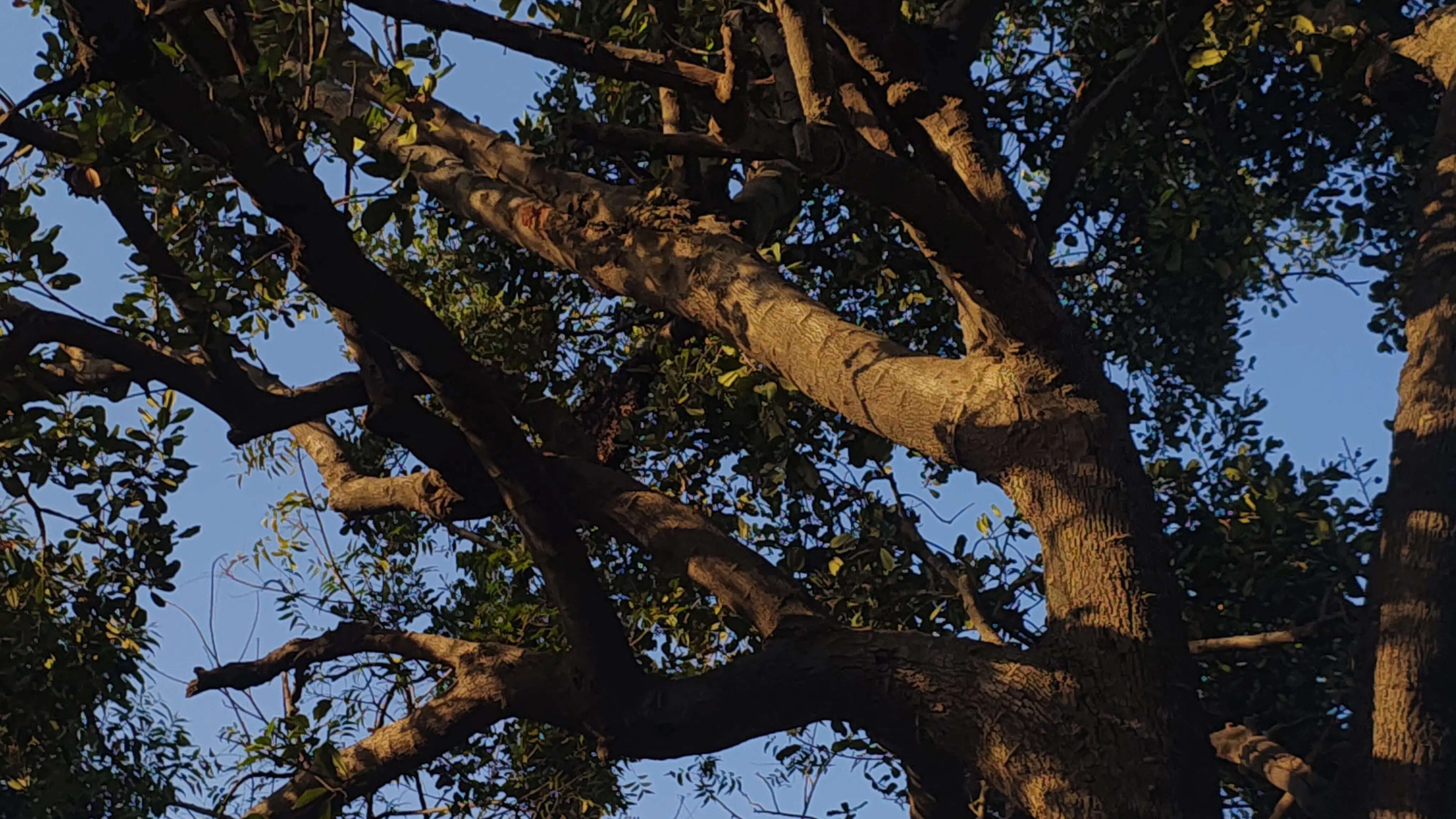 ​Sunlight Falls on an Aging Tree in a Quiet Rural Orchard