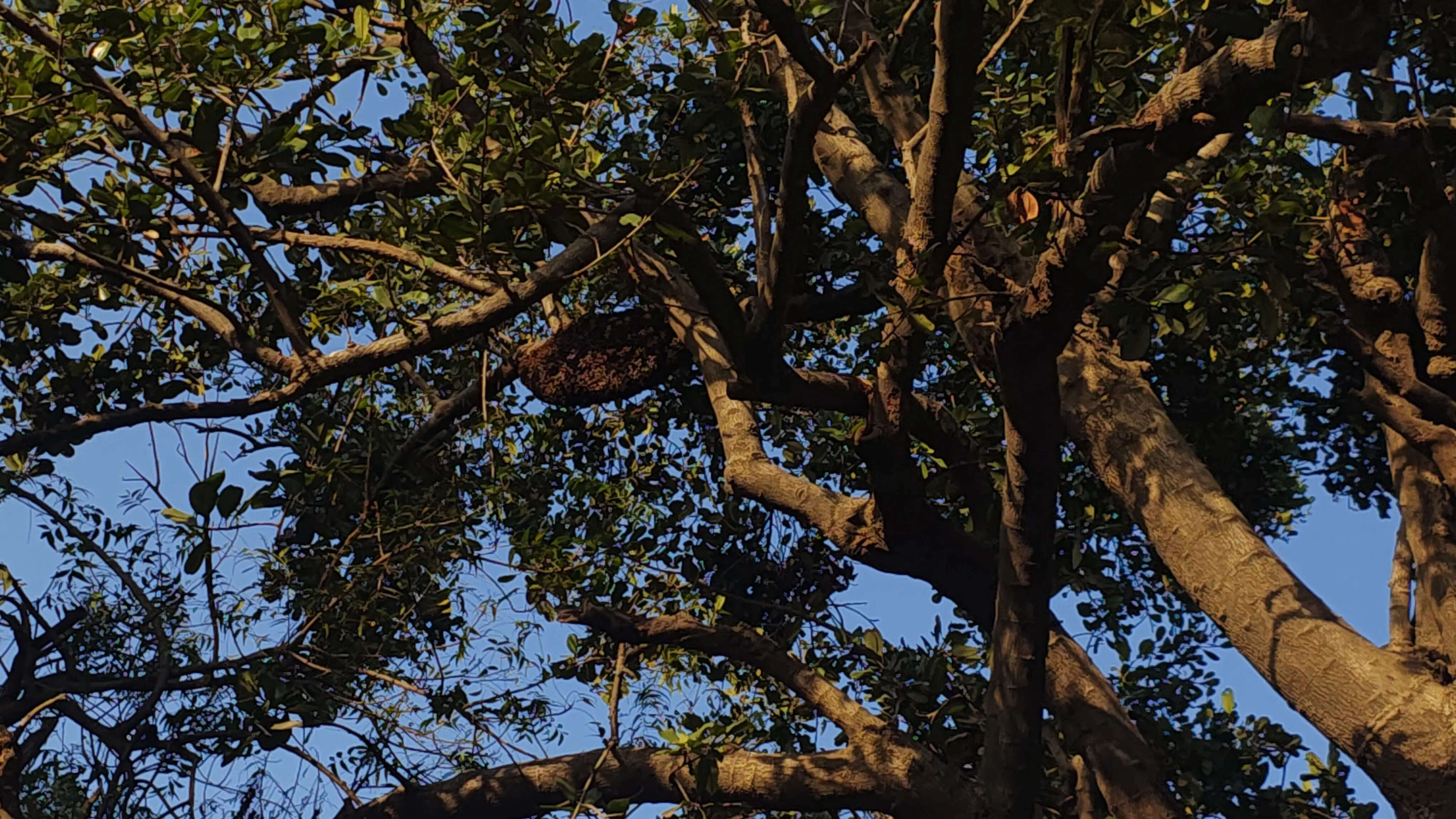 ​A Beehive Hangs from a Tree in the Quiet Orchard